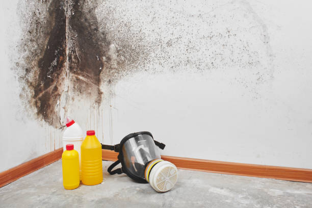 Best Mold Removal Near Me  in Rosebud, TX