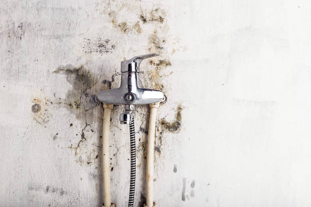 Best Black Mold Removal  in Rosebud, TX