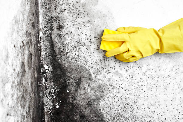 Mold Removal and Inspection in Rosebud, TX