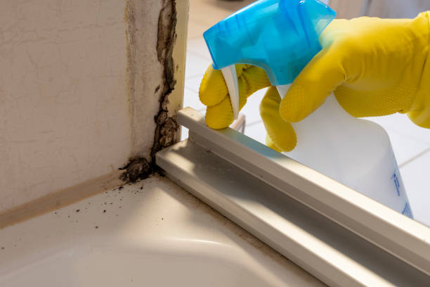 Certified Mold Removal in Rosebud, TX