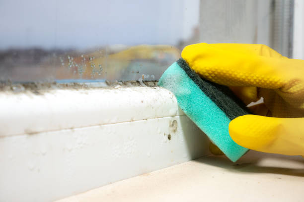 Best Office Mold Removal Services  in Rosebud, TX