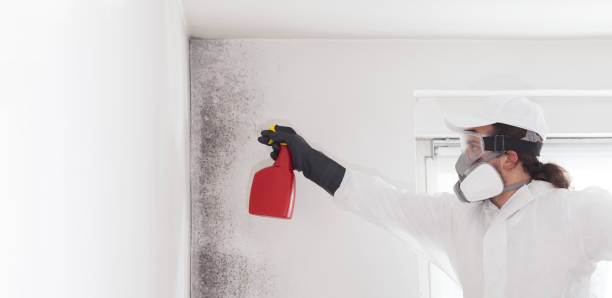 Professional Mold Removal in Rosebud, TX