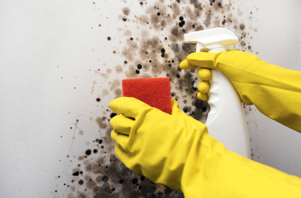 Best Mold Testing  in Rosebud, TX